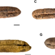Imagen para el artículo titulado Estas legendarias palmeras frutales regresaron de la extinción a partir de semillas de hace 2.000 años